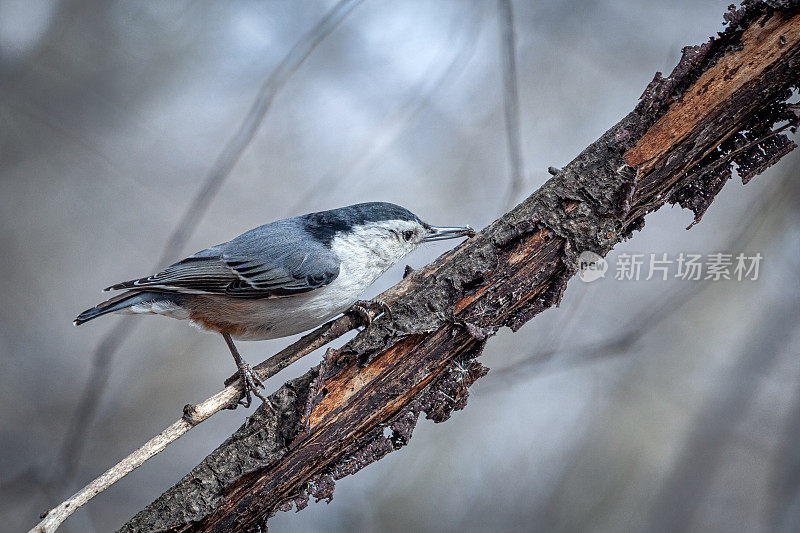 白胸部位，(Sitta carolinensis)。白胸五子雀。